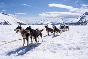 Dogsleding Juneau Alsaka