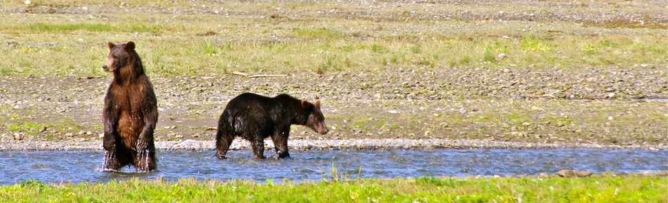 Bears at Pack Creek