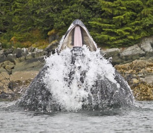Whale watching adventure, Juneau Alaska