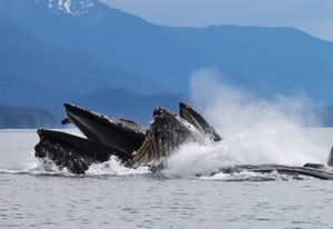 Whales bubble net feeding, Juneau Alaska