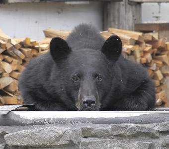 Black bear Taku Lodge Southeast Alaska